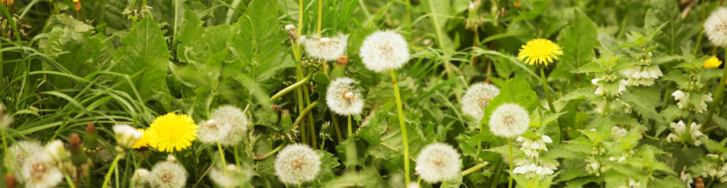 Weed Control Schulhoff Tree and Lawn Care in Golden, CO