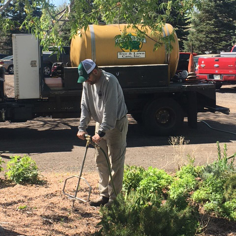 Tree injections in Denver, CO