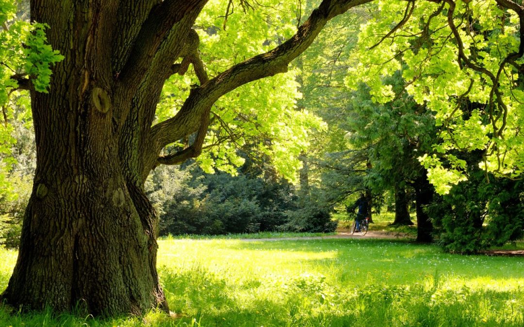 Bur Oak Trees: Planting and Maintenance Tips