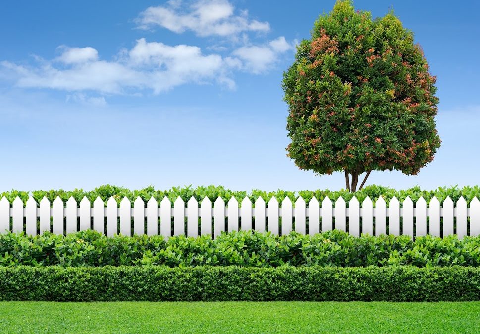 Schedule an Inspection of Your Late-Spring-Frost Damaged Trees Now