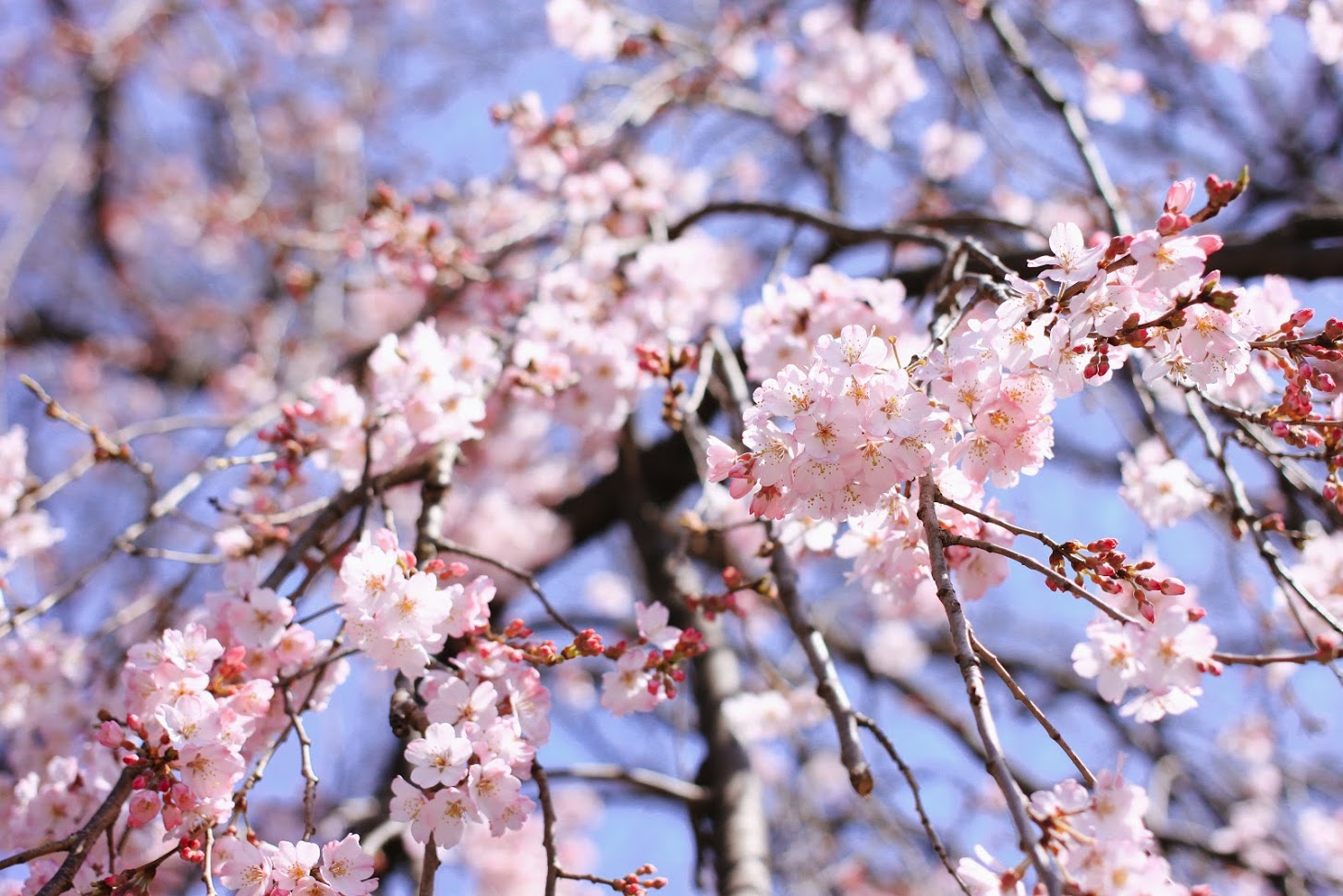 Spring Care for Your Trees | Schulhoff Tree & Lawn Care, Inc.