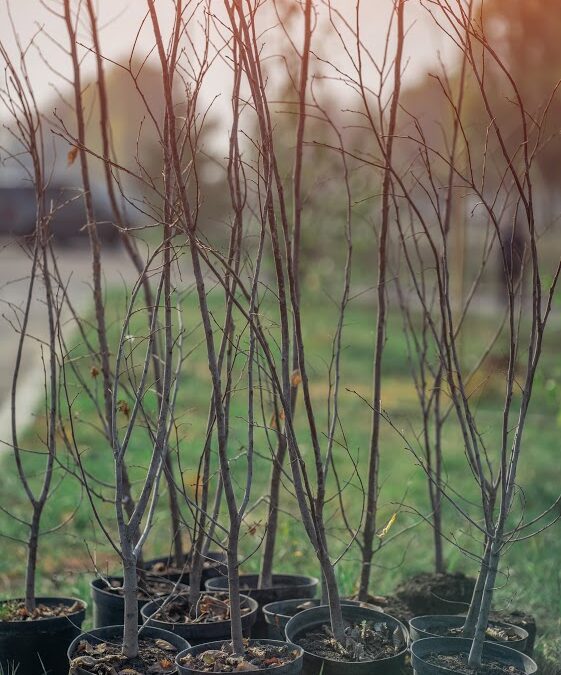Plan to Have New Trees Planted Professionally