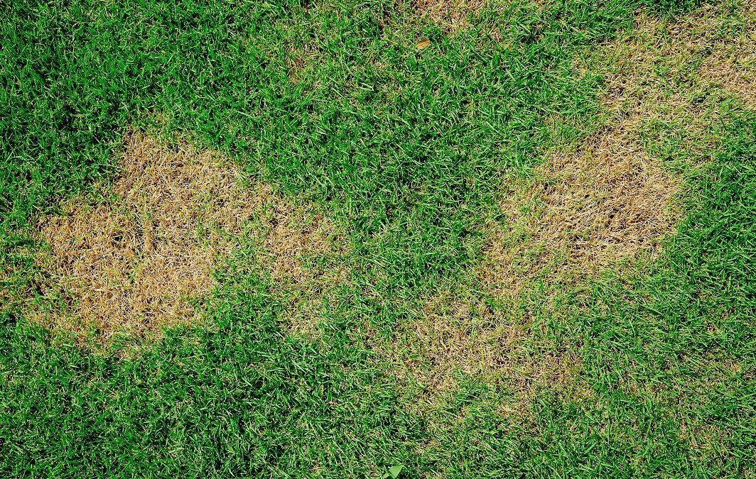 Refresh Your Tired Lawn With Overseeding