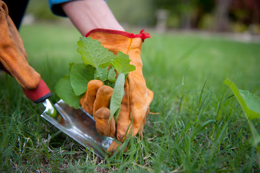 6 Tips to Win Your Battle Against Lawn Weeds