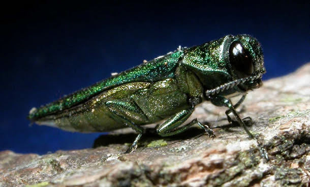 The Emerald Ash Borer — How to Protect Your Trees