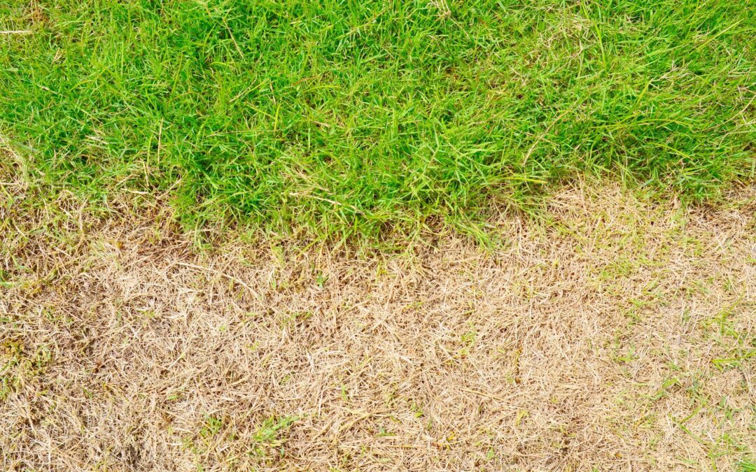 A Homeowner’s Guide to Turf Mites & Spring Lawn Care