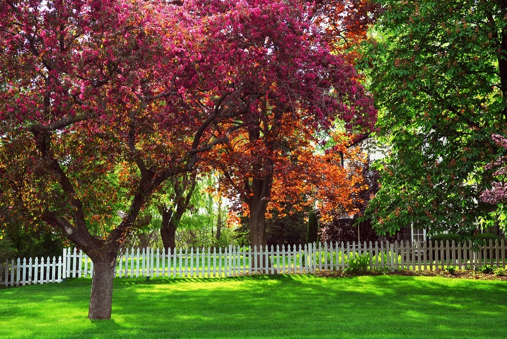 The Best Trees and Shrubs to Plant in Colorado