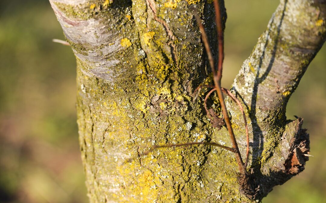Everything You Need To Know About Trunk Injections for Emerald Ash Borer (EAB)
