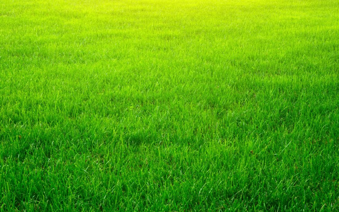 Steps a Lawn Care Service Takes To Ensure Your Lawn Is Lush and Green After a Long Winter